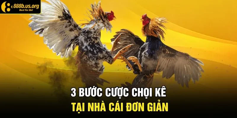 3 bước cược chọi kê tại nhà cái đơn giản