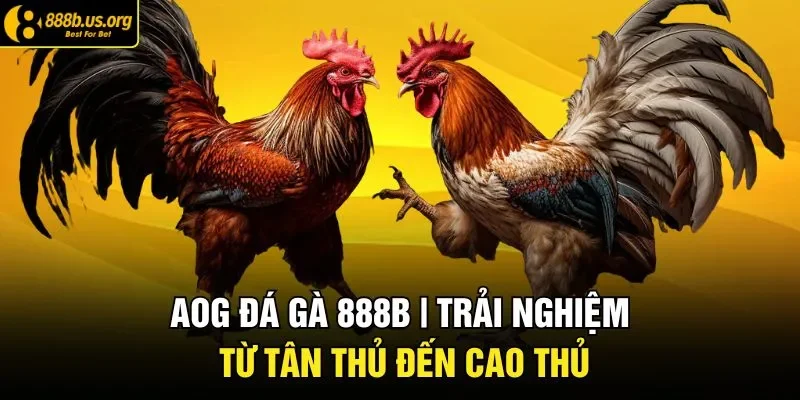 AOG đá gà