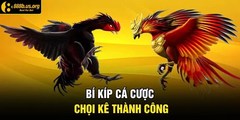 Bí kíp cá cược chọi kê thành công 