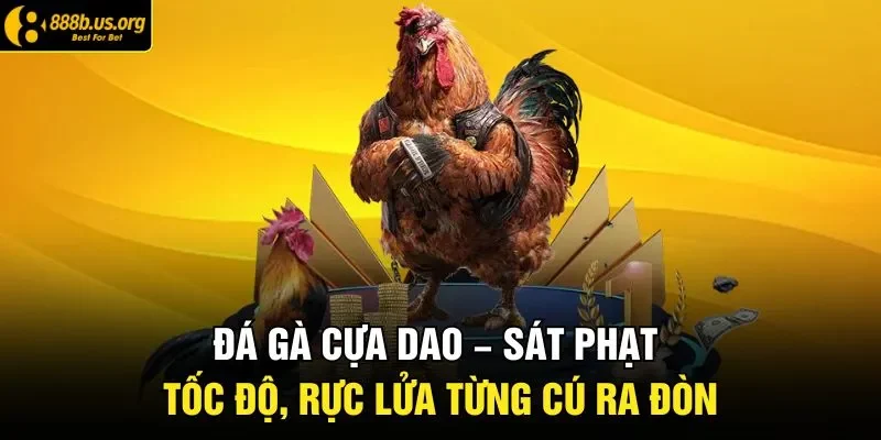 Đá gà cựa dao