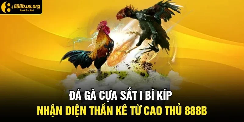 Đá gà cựa sắt