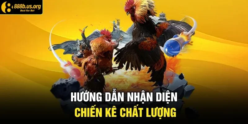 Hướng dẫn nhận diện chiến kê chất lượng