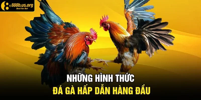 Những hình thức đá gà hấp dẫn hàng đầu