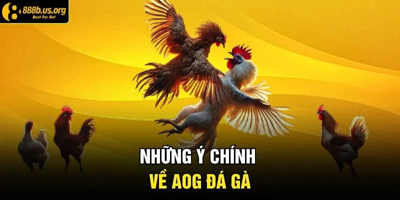 Những ý chính về AOG đá gà