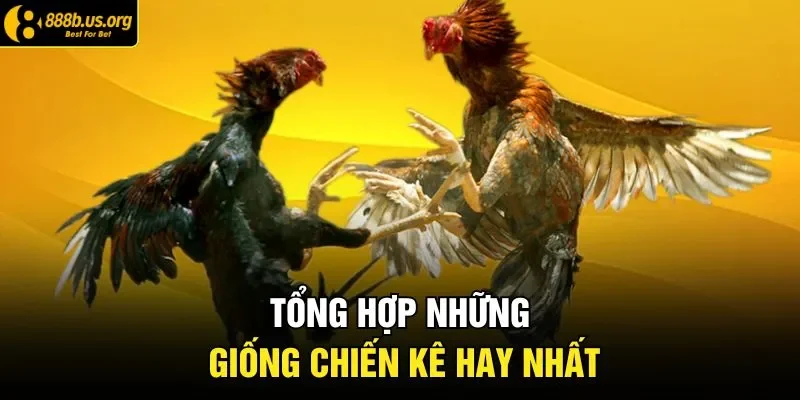 Tổng hợp những giống chiến kê hay nhất