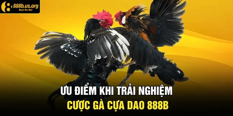 Ưu điểm khi trải nghiệm cược gà cựa dao 888B