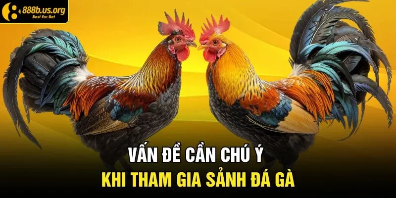 Vấn đề cần chú ý khi tham gia sảnh đá gà